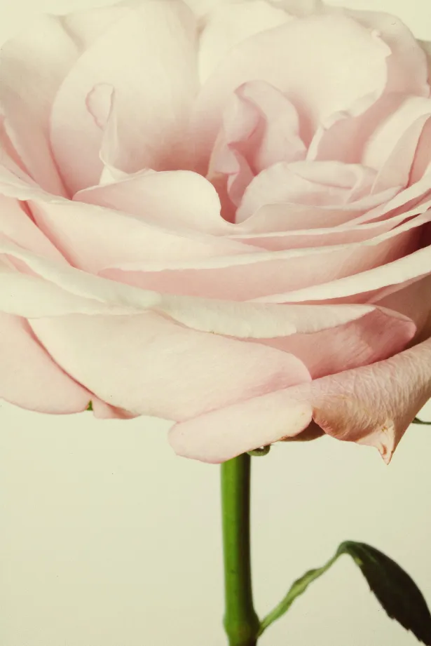 Зображення "Flowers" від Romanna P.