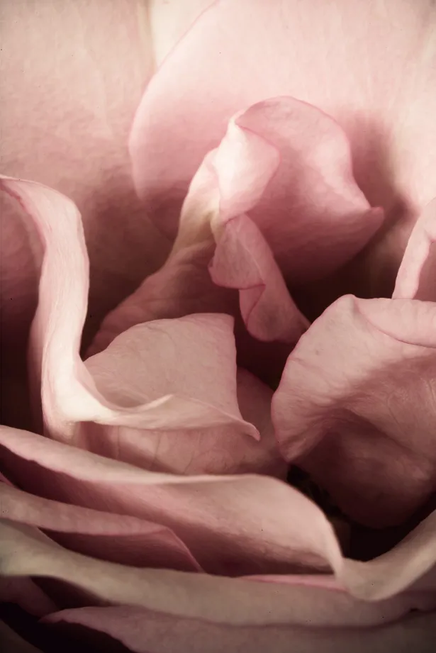 Зображення "Flowers" від Romanna P.